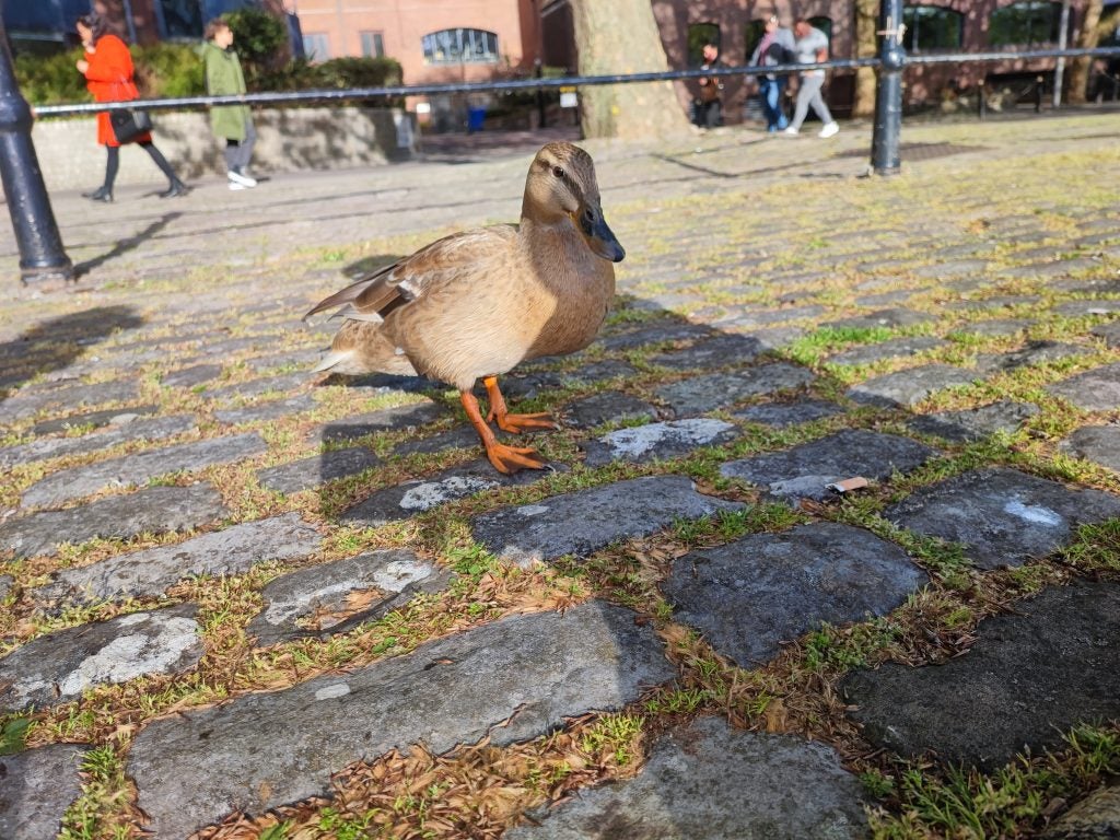 Foto de muestra de Xiaomi Mi 11i de un pato