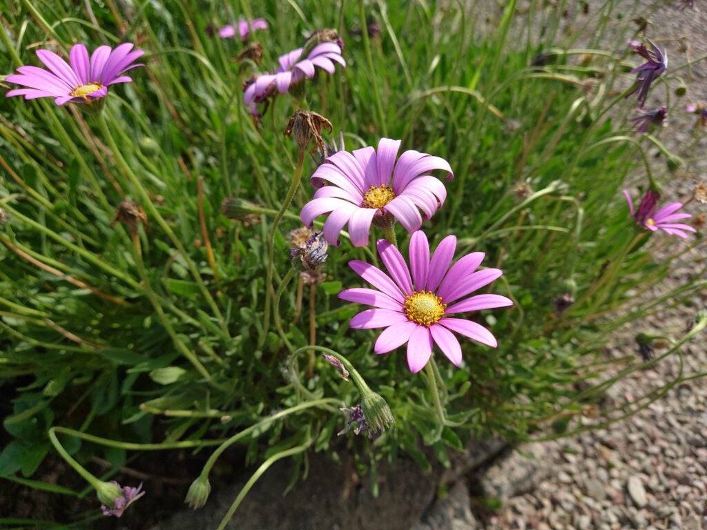 SonyXperia1III