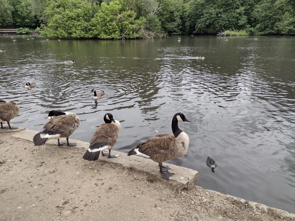 Patos de muestra de la cámara Moto Defy
