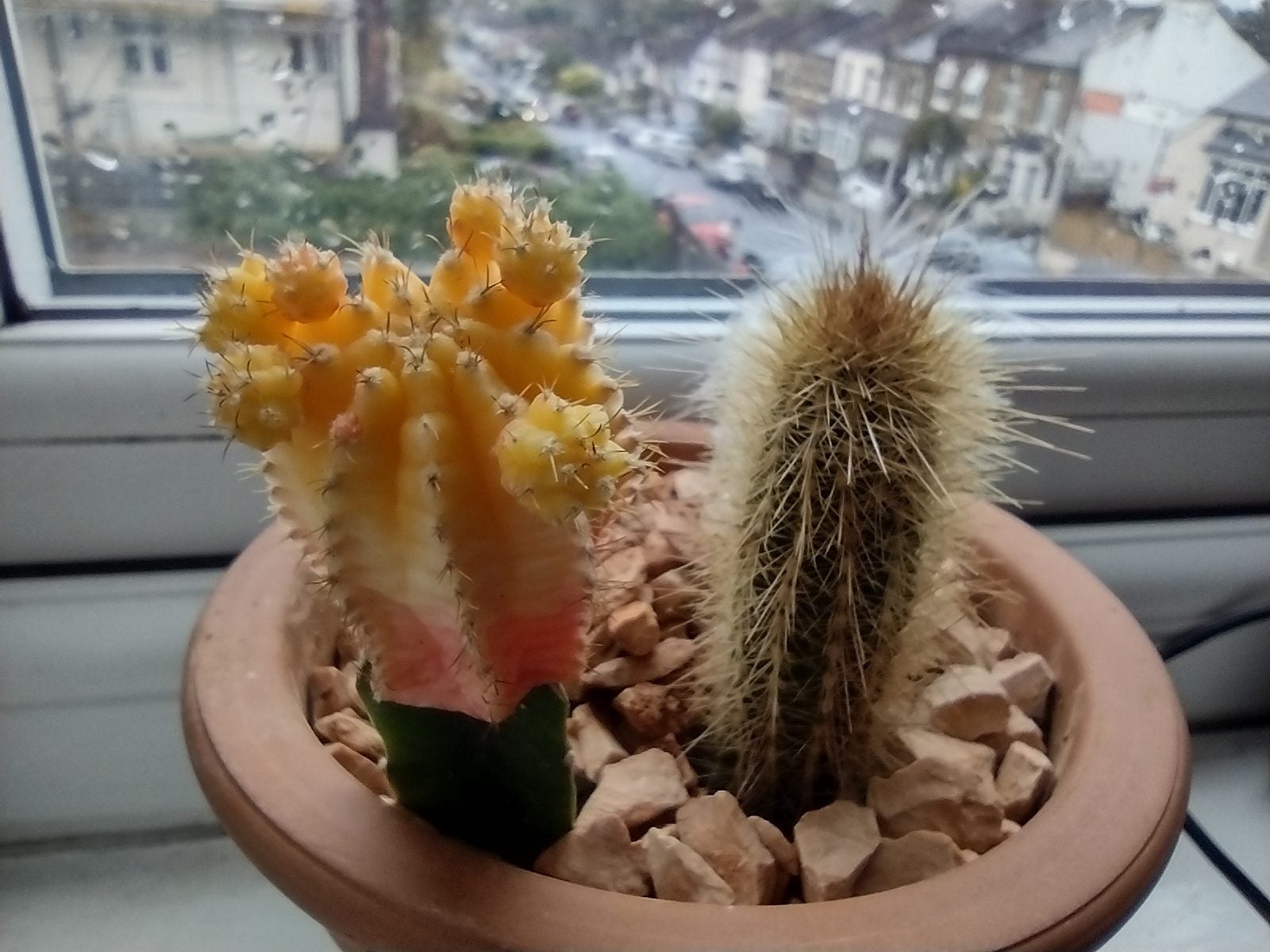 Cactus de muestra de la cámara Moto Defy