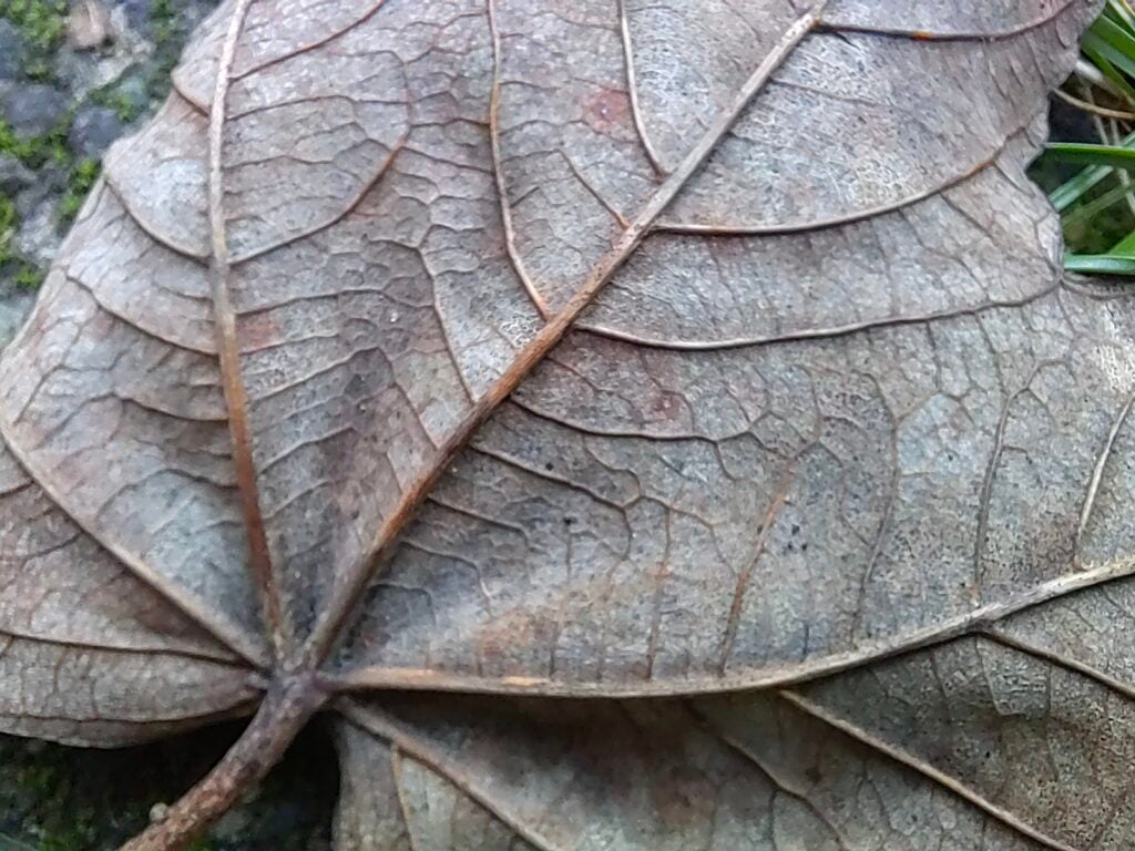 Huawei Nova 9 con macro