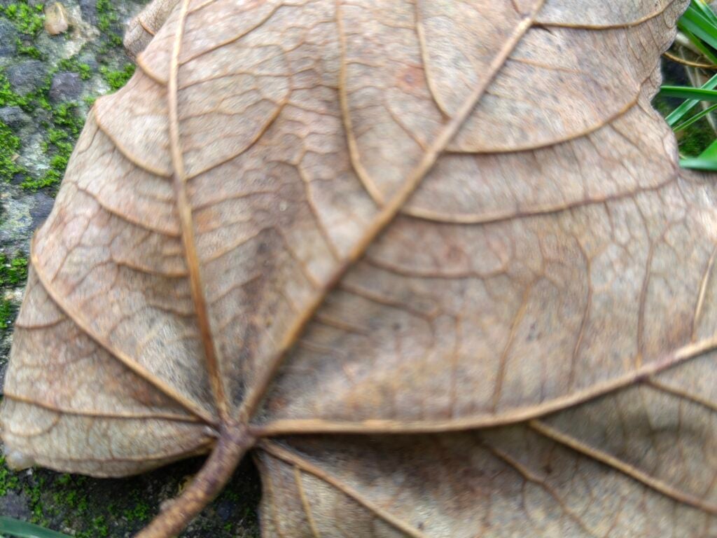 Huawei Nova 9 sin macro