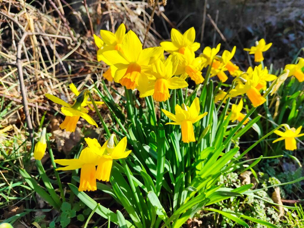 Realme GT 2 imagen de narcisos