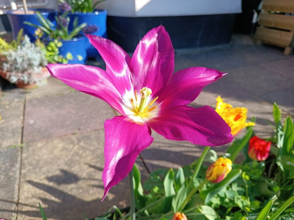 The vibrant colours of this flower look amazing when captured on the Xiaomi Redmi Note 11 Pro Plus 5G