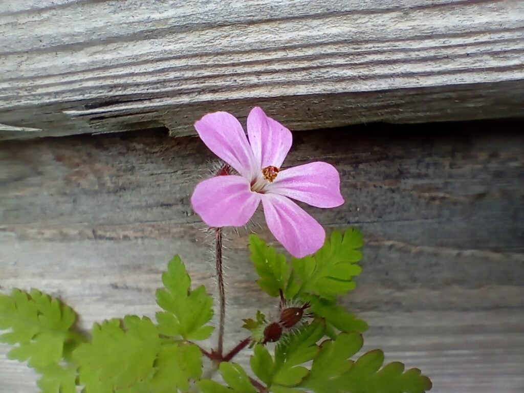 Disparo desde la lente macro del Oppo A16s
