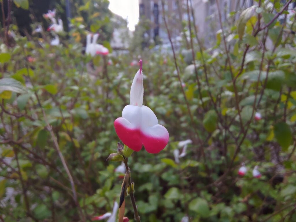 Imagen macro de una flor del Asus ROG Phone 6
