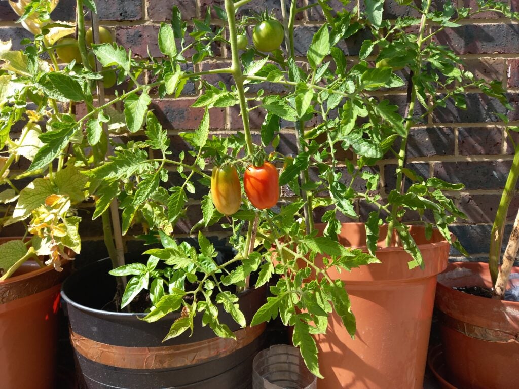 Samsung Galaxy M22 foto de plantas de tomate