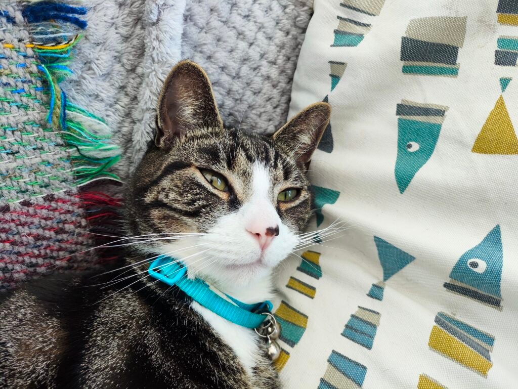 Poco F5 Pro image sample
