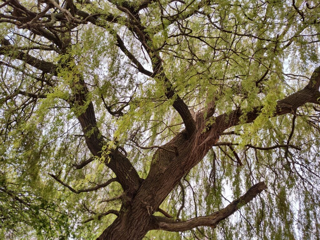 A photo of a tree taken with the Motorola ThinkPhone
